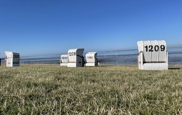 Felsenauster - Photo 19